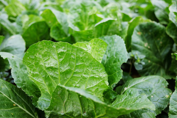 Cauliflower plants and cabbage agriculture field is farmland growing in on the mountains of Thailand.
