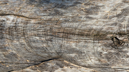 Wooden plank. Natural texture for background.