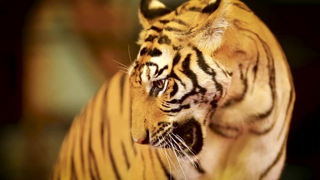 Beautiful bengal tiger stock image. Image of close, asia - 225667113