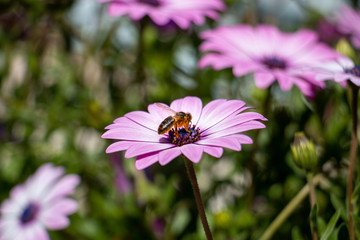 Obraz premium Les abeilles et les fleurs.