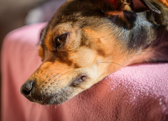 Miniature pinscher puppy rest at home. Selective focus.
