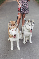 Two husky on a walk