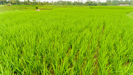 Terrace rice fields. Bali Indonesia.