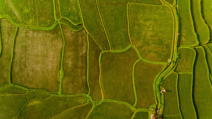 Top view of Terrace rice fields. Bali Indonesia.