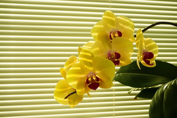 Yellow orchid flower on the windowsill. Home flower in a background of louvers, close-up. - Powered by Adobe