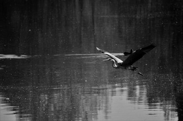 seagull in flight