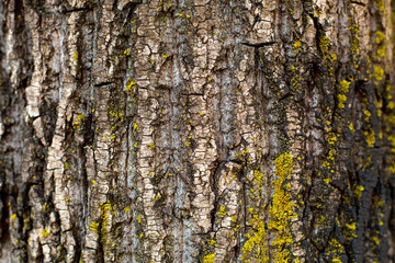 Old wood tree bark texture with green moss