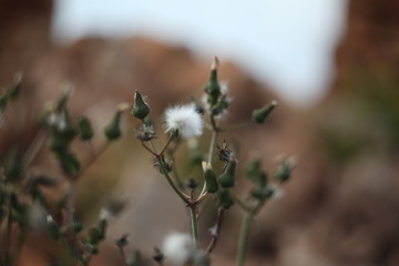 flora y fauna silvestre