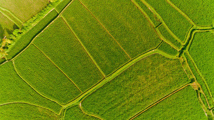 Top view of Terrace rice fields. Bali Indonesia.