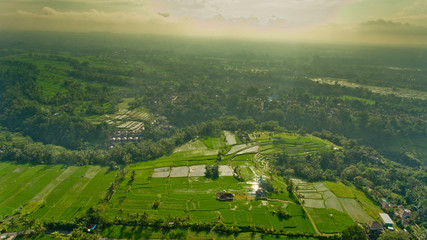 Obraz premium Beautiful view of the rice terraces in Bali