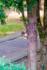Closeup of cute Eurasian red squirrel with big ears that looks straight at the camera and you. Ordinary Squirrel (Sciurus vulgaris) - the genus of rodents of the squirrel family, sits on tree in park