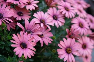 close up many pink daisy flowers. blur background