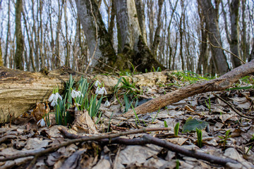 Snowdrops, the first spring wild flowers in the forest. Snowdrops on the background for the test. bouquet of flowers. the first flowers