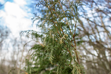Christmas tree.Artificial Christmas Tree, Blue Christmas Tree. Fresh green leaf background. Balsam fir , Blister pine tree.Firs, American silver fir, Balm of gilead , Eastern, Canadian, Abies balsamea