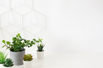 A group of potted plants against a blank wall background.