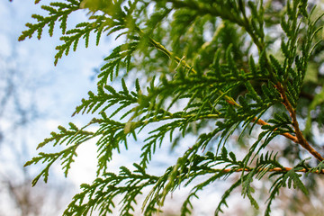 Christmas tree.Artificial Christmas Tree, Blue Christmas Tree. Fresh green leaf background. Balsam fir , Blister pine tree.Firs, American silver fir, Balm of gilead , Eastern, Canadian, Abies balsamea