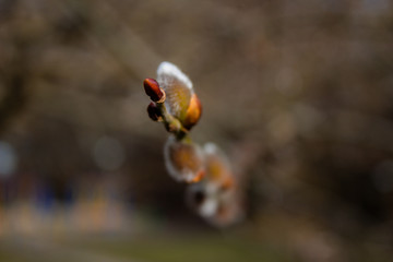  The first signs of spring expressions: blooming willow-catkins. Macro shot of blossoming pussy-willow with pollen. White and yellow details. Twigs of willow.   flowering willow twig in spring