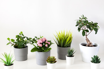 A large group of potted plants against a white wall background.