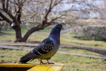 Pigeon on a ground or pavement in a city. Pigeon standing. Dove or pigeon on blurry background. Pigeon concept photo. 