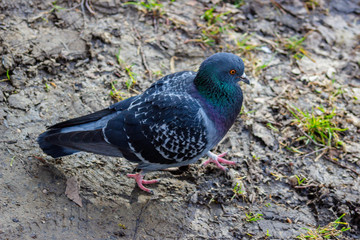 Pigeon on a ground or pavement in a city. Pigeon standing. Dove or pigeon on blurry background. Pigeon concept photo. 