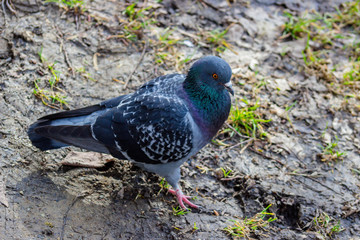 Pigeon on a ground or pavement in a city. Pigeon standing. Dove or pigeon on blurry background. Pigeon concept photo. 
