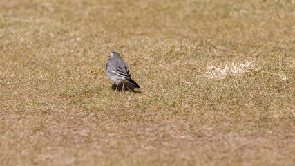 Small gray wagtail is running away