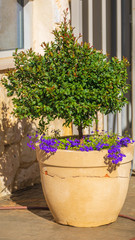 One small green syzygium tree in the pot