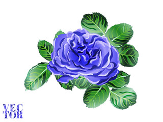 Vector Rose Background.