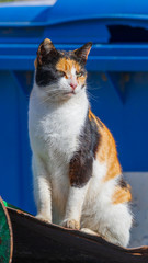 The serious single tricolor female homeless cat at garbage can