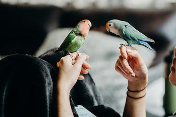Woman liviing with Lovebird on hand with in livingroom.