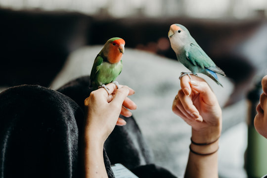 Woman liviing with Lovebird on hand with in livingroom.