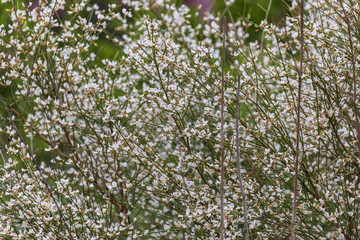 Background with a many small white flowers on his bush