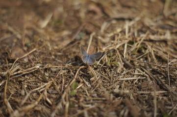 A small grey-blue butterfly sitting on the ground