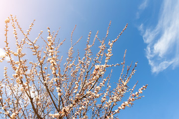 Beautiful organic natural blooming apricot tree branches against blue clear sky background on bright sunny day. Spring blossoming flower nature scene. Agricultural orchard garden