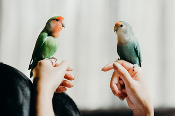 Woman liviing with Lovebird on hand with in livingroom.