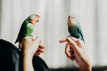 Woman liviing with Lovebird on hand with in livingroom.