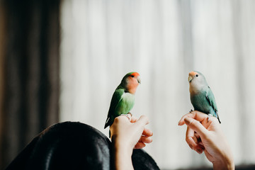 Woman liviing with Lovebird on hand with in livingroom.