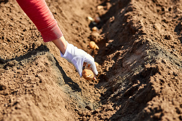 Woman hand planting potato tubers into the ground.