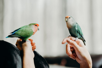 Woman liviing with Lovebird on hand with in livingroom.