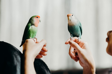 Woman liviing with Lovebird on hand with in livingroom.