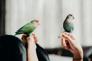 Woman liviing with Lovebird on hand with in livingroom.