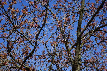 Japanische Zierkirsche kurz vor der Blüte