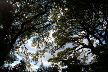 Saint Austell (England), UK - August 19, 2015: The Lost Gardens of Heligan, Cornwall, England, United Kingdom.