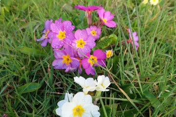 Lilac and Sunshine Yellow Flowers in Wales