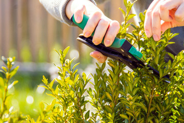 Pruning boxwood bushes in the garden. Lumber with scissors. Woman cutting trimming hedge doing...