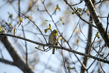Naklejka premium 公園で遊ぶメジロ
