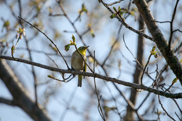 公園で遊ぶメジロ