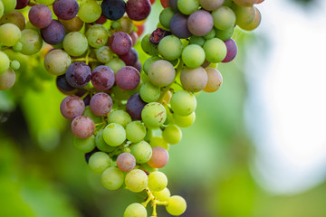 colorful fresh grapes 