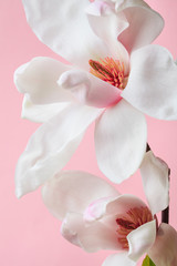 beautiful white magnolia flowers isolated on pink background