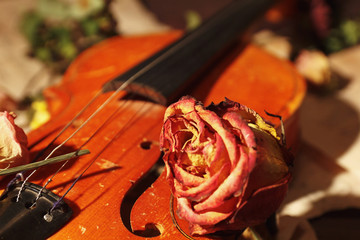 Dried roses, vintage violin and old sheet music close up. Selective focus.